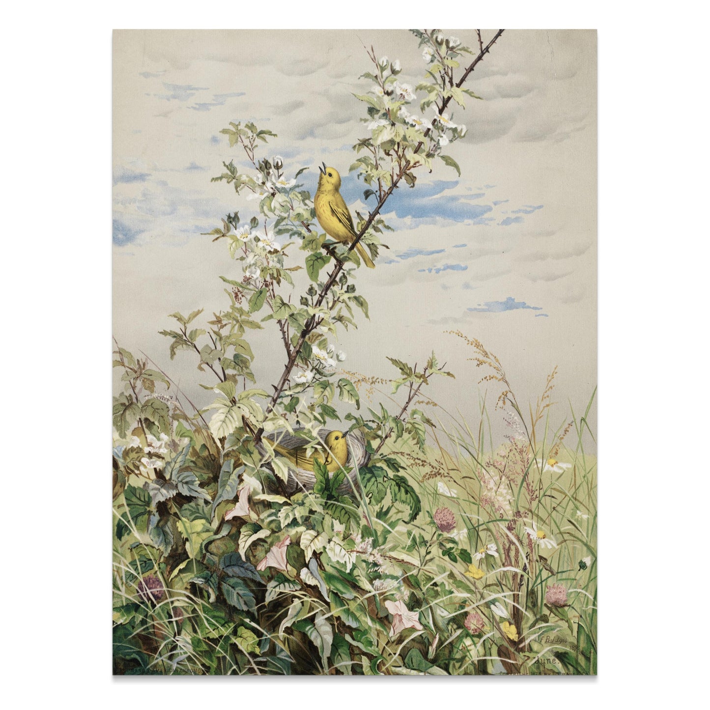 Premium Poster of Beautiful Garden Scene with Birds Artwork Posters