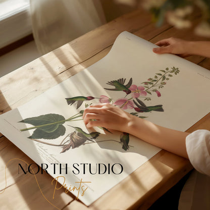 Premium Poster of Beautiful Hummingbirds and Flowers Illustrations Posters