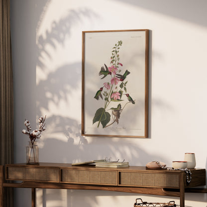 Premium Poster of Beautiful Hummingbirds and Flowers Illustrations Posters