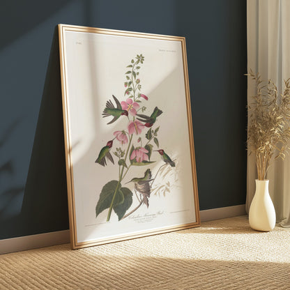 Premium Poster of Beautiful Hummingbirds and Flowers Illustrations Posters