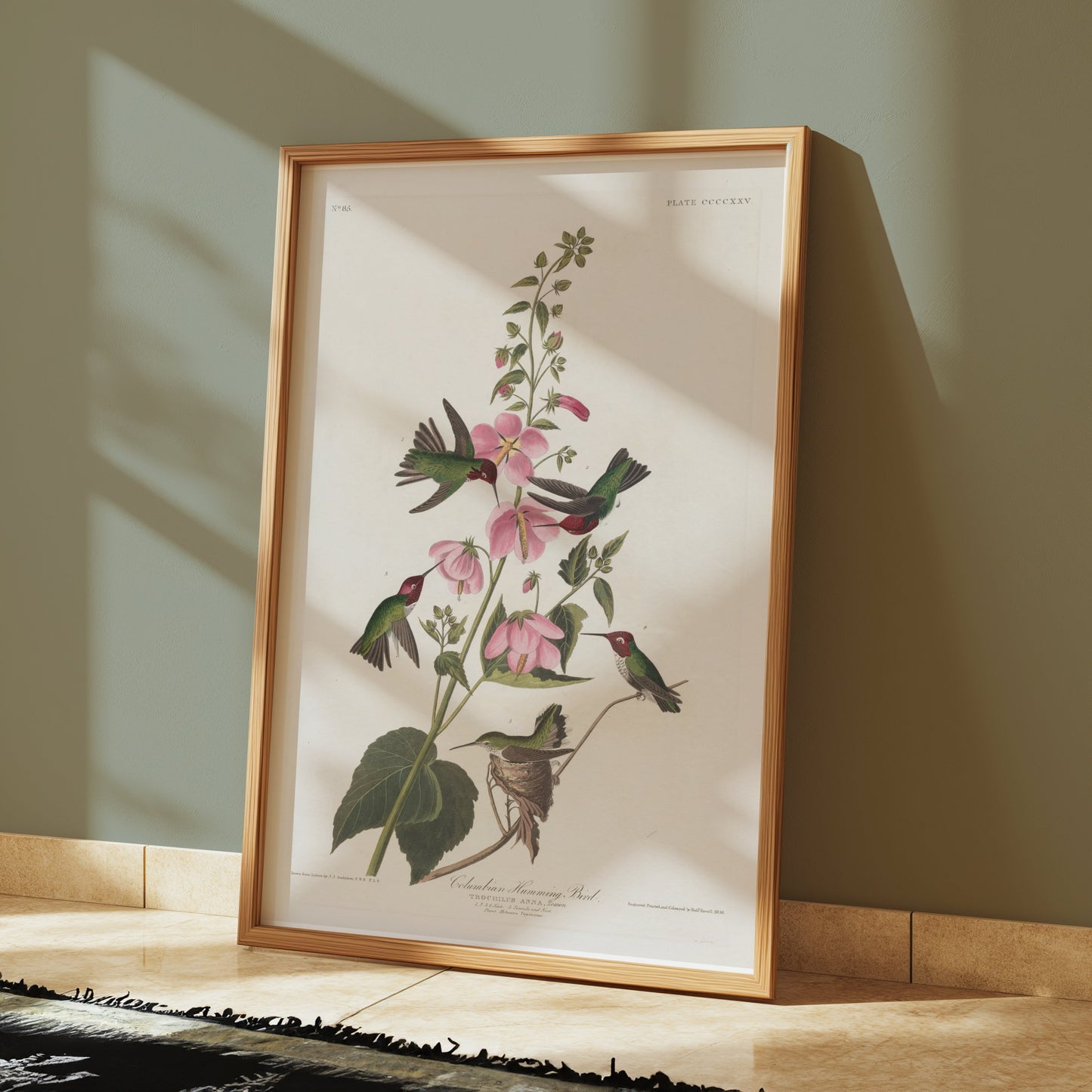 Premium Poster of Beautiful Hummingbirds and Flowers Illustrations Posters