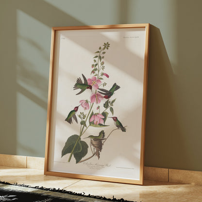 Premium Poster of Beautiful Hummingbirds and Flowers Illustrations Posters