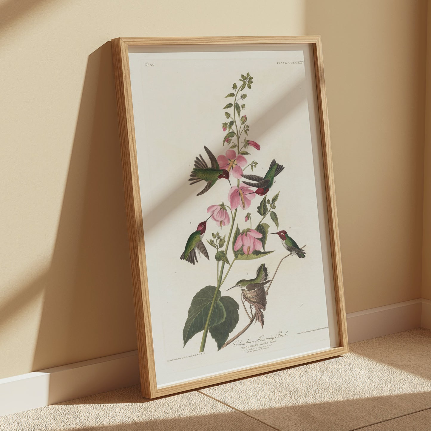 Premium Poster of Beautiful Hummingbirds and Flowers Illustrations Posters