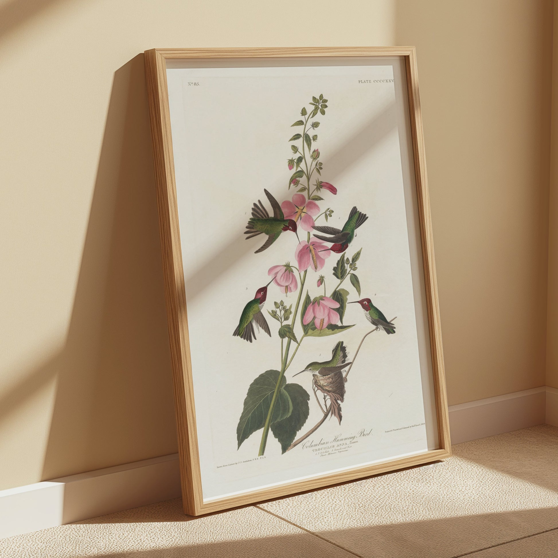 Premium Poster of Beautiful Hummingbirds and Flowers Illustrations Posters