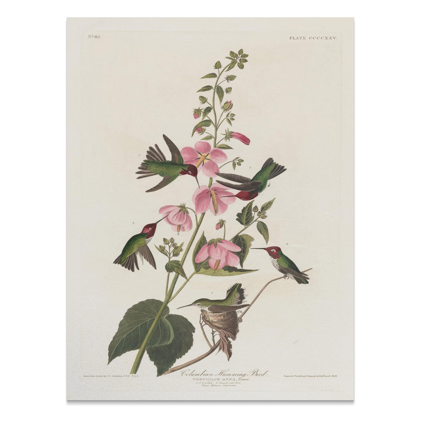 Premium Poster of Beautiful Hummingbirds and Flowers Illustrations Posters