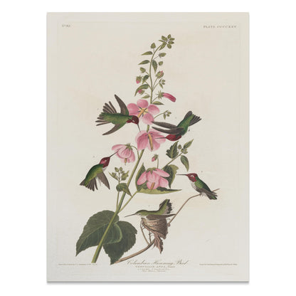 Premium Poster of Beautiful Hummingbirds and Flowers Illustrations Posters