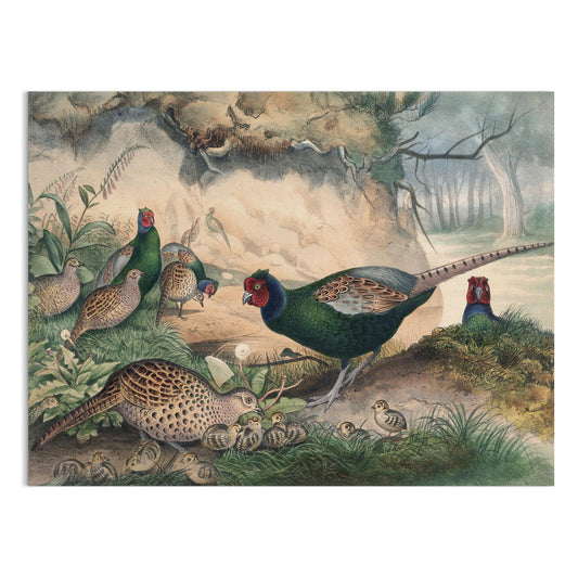 Premium Poster of Beautiful Pheasant and Chicks Nature Scene Posters