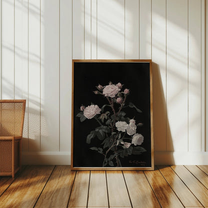 Premium Poster of Beautiful Pink and White Roses on Black Background Posters