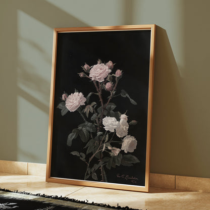 Premium Poster of Beautiful Pink and White Roses on Black Background Posters