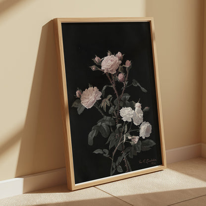 Premium Poster of Beautiful Pink and White Roses on Black Background Posters