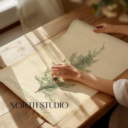 Premium Poster of Beautiful Plant Illustration Juniper Botanical Posters
