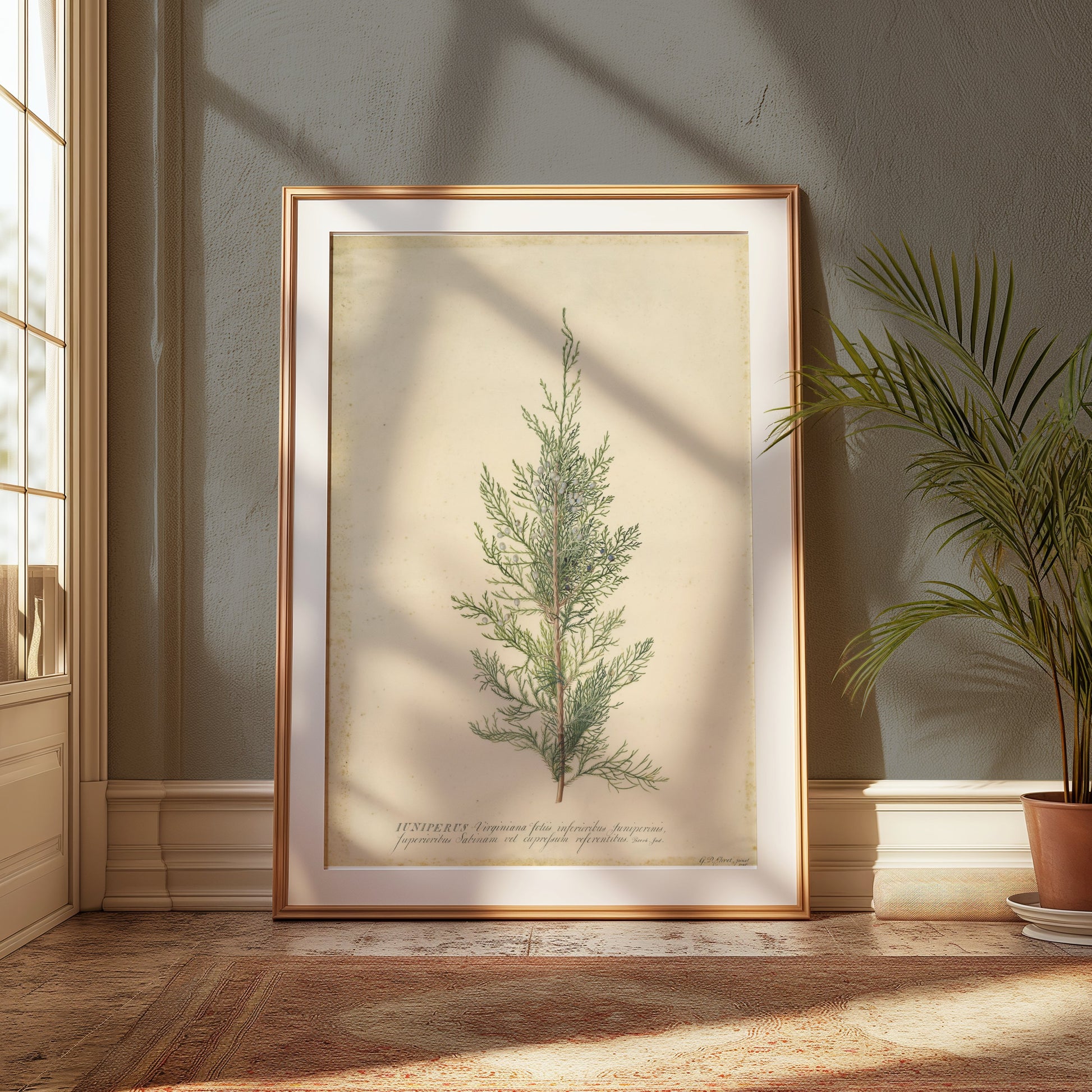Premium Poster of Beautiful Plant Illustration Juniper Botanical Posters