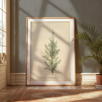Premium Poster of Beautiful Plant Illustration Juniper Botanical Posters
