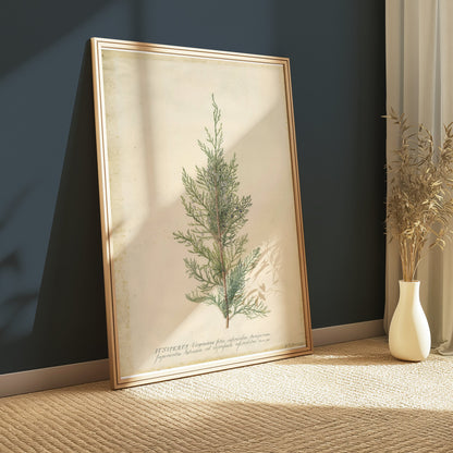 Premium Poster of Beautiful Plant Illustration Juniper Botanical Posters