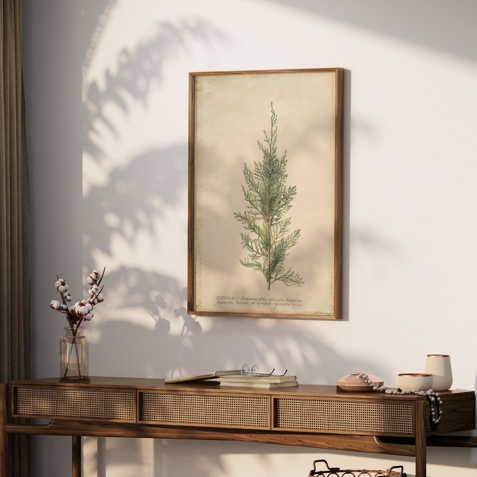 Premium Poster of Beautiful Plant Illustration Juniper Botanical Posters