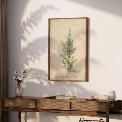 Premium Poster of Beautiful Plant Illustration Juniper Botanical Posters