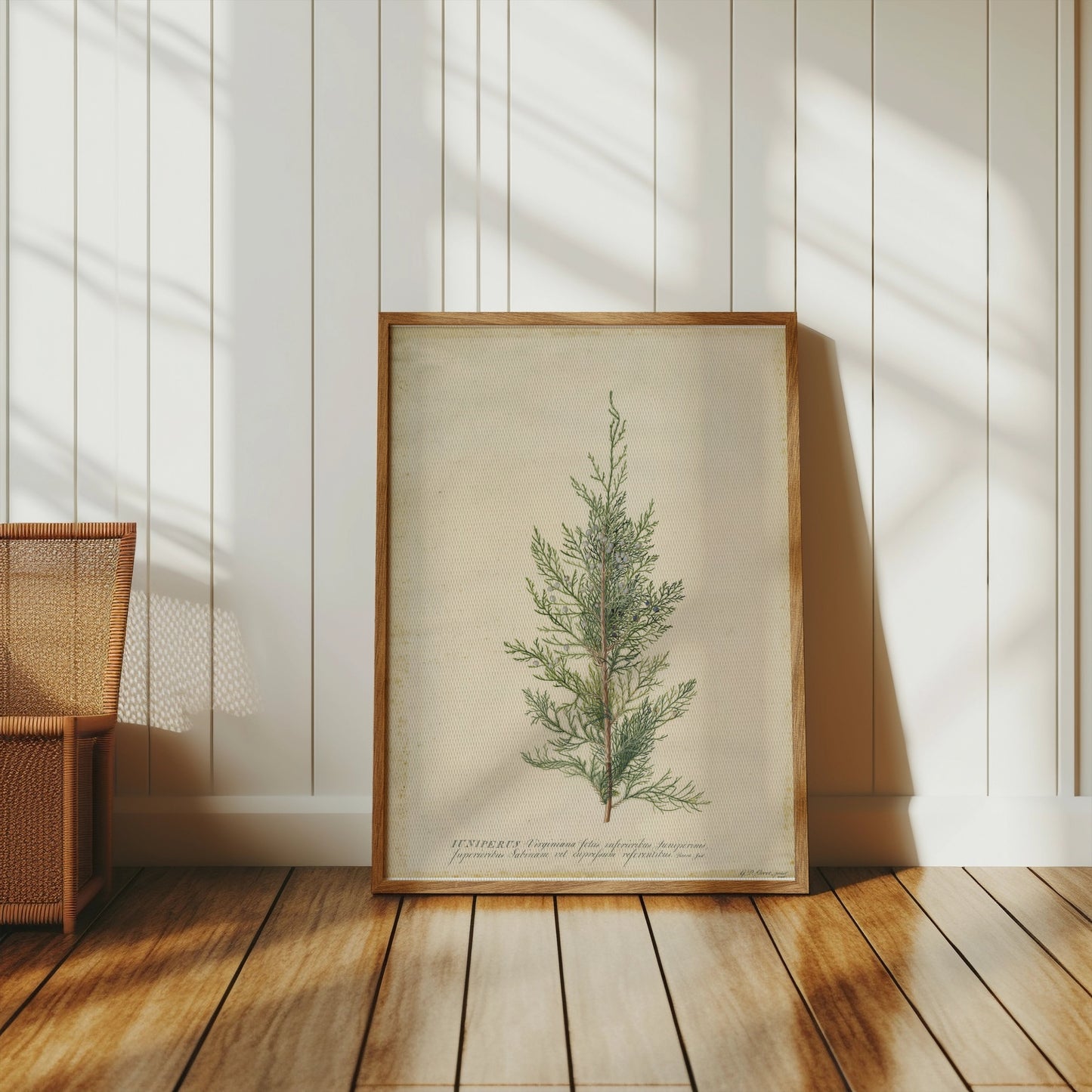 Premium Poster of Beautiful Plant Illustration Juniper Botanical Posters