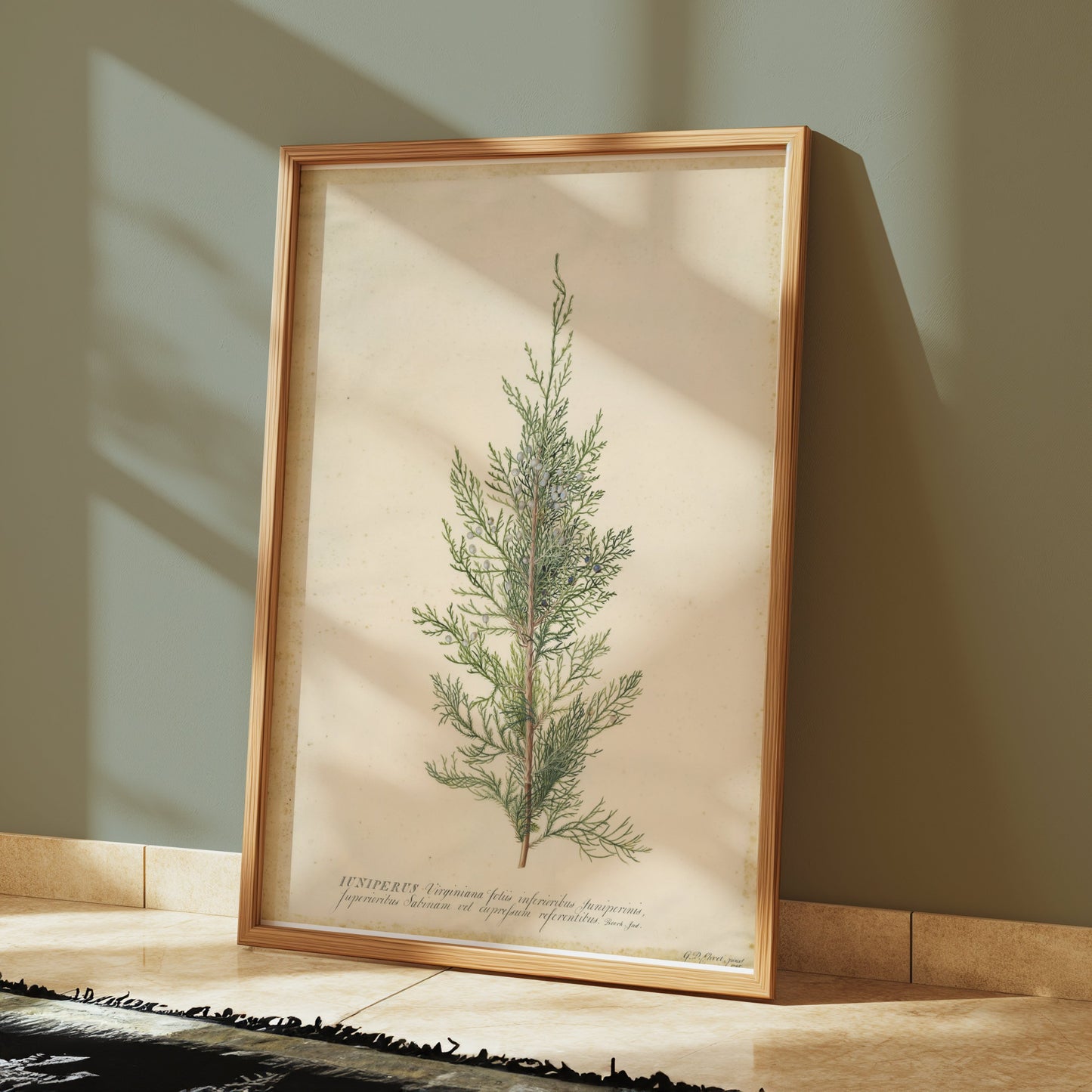 Premium Poster of Beautiful Plant Illustration Juniper Botanical Posters