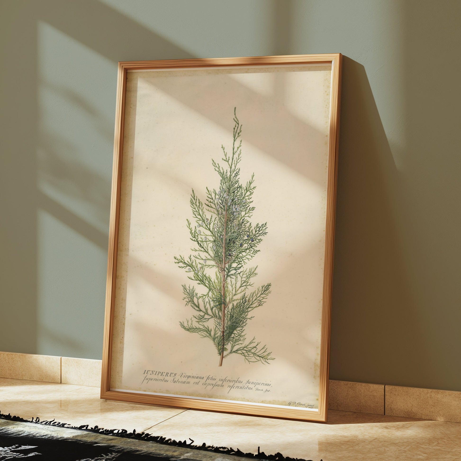Premium Poster of Beautiful Plant Illustration Juniper Botanical Posters