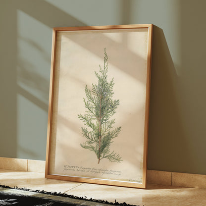 Premium Poster of Beautiful Plant Illustration Juniper Botanical Posters