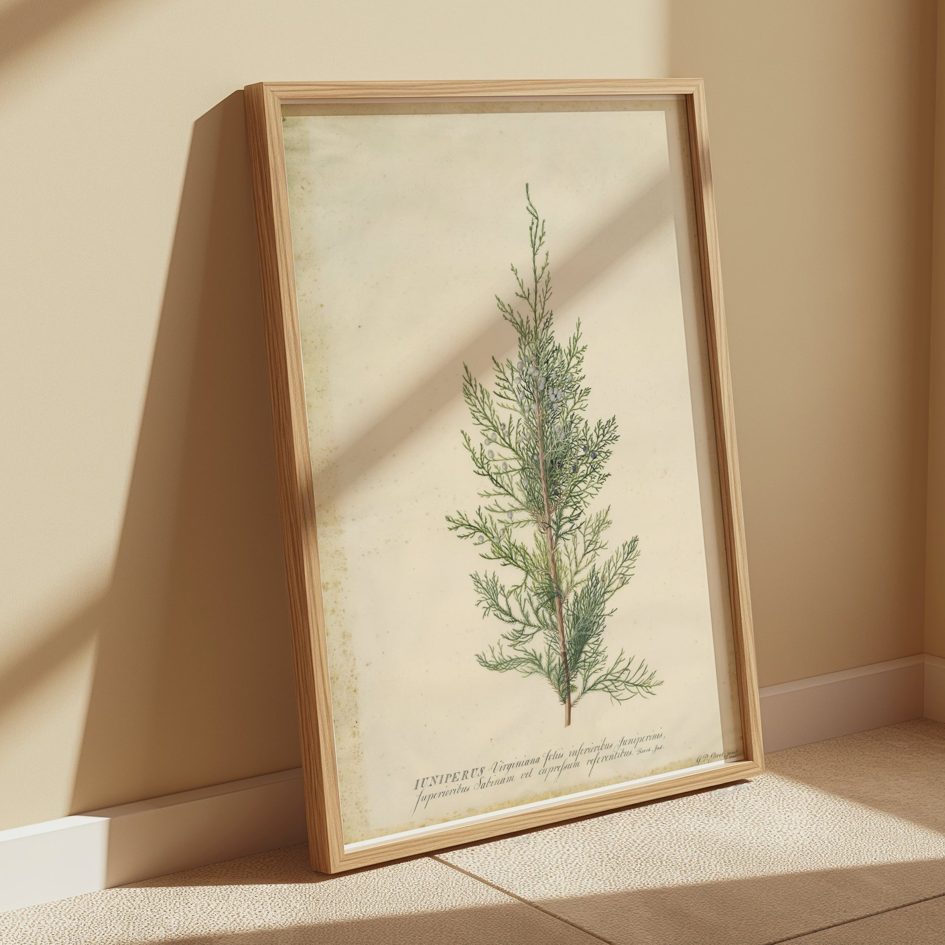 Premium Poster of Beautiful Plant Illustration Juniper Botanical Posters