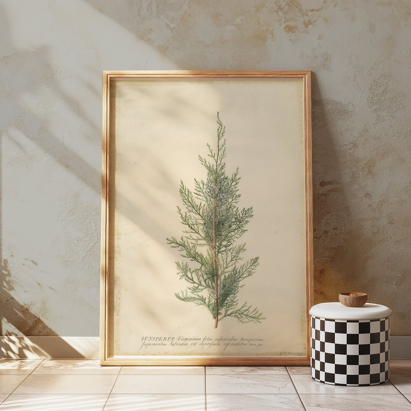 Premium Poster of Beautiful Plant Illustration Juniper Botanical Posters