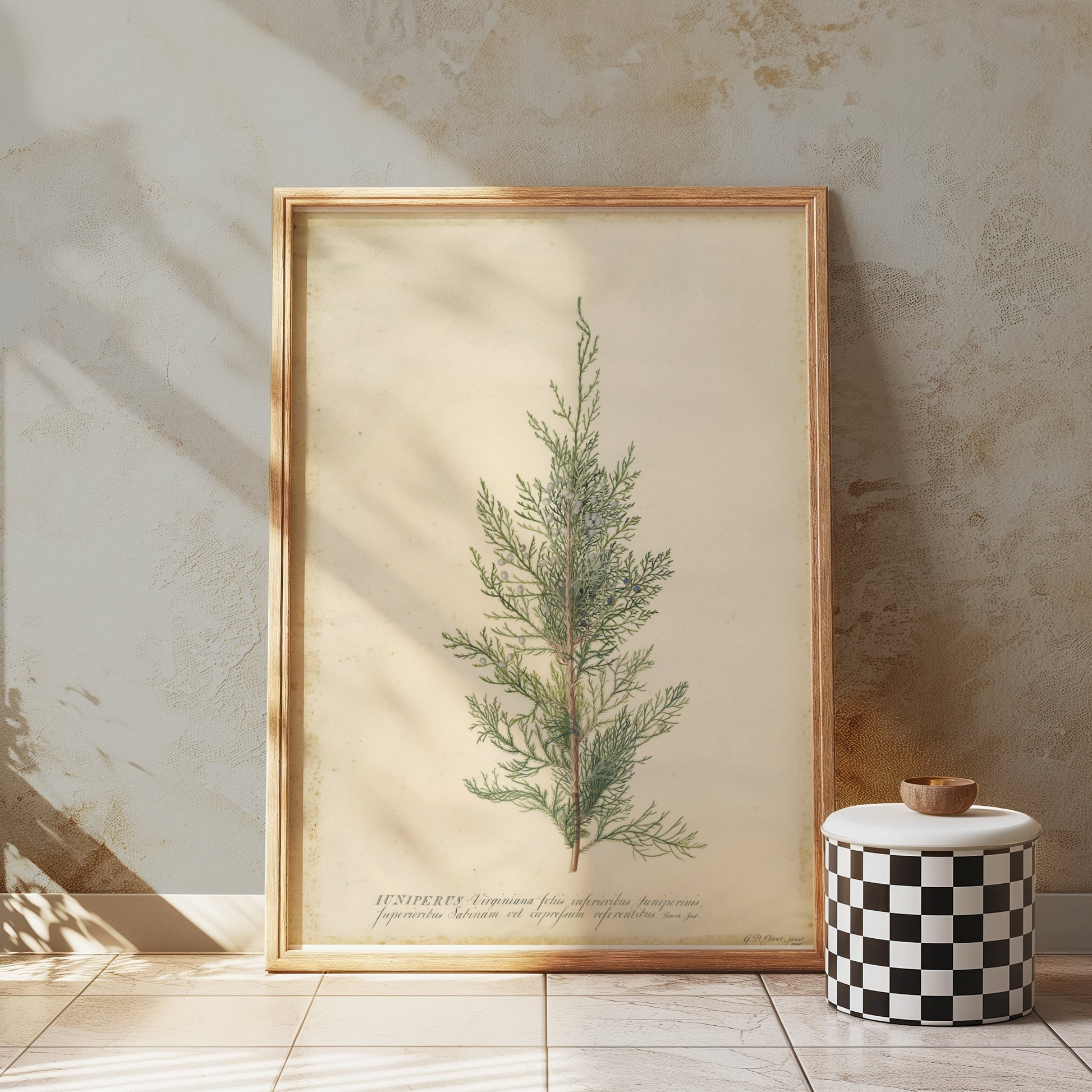 Premium Poster of Beautiful Plant Illustration Juniper Botanical Posters