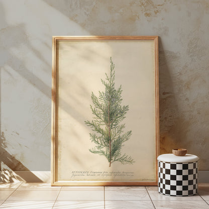 Premium Poster of Beautiful Plant Illustration Juniper Botanical Posters
