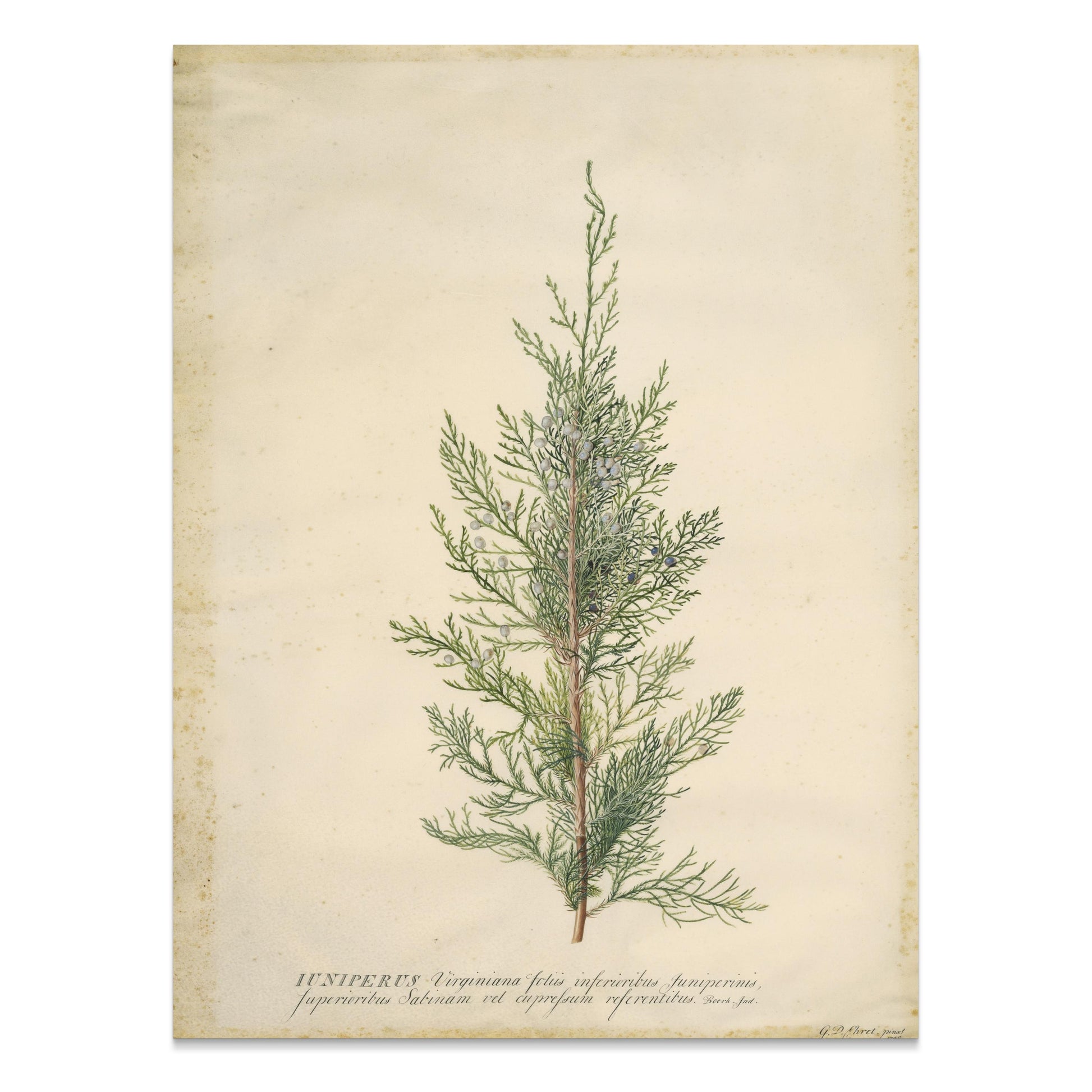 Premium Poster of Beautiful Plant Illustration Juniper Botanical Posters