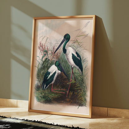 Premium Poster of Beautiful Stork Birds in Natural Habitat Artwork Posters