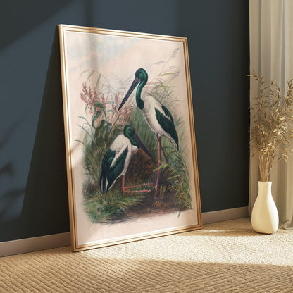 Premium Poster of Beautiful Stork Birds in Natural Habitat Artwork Posters