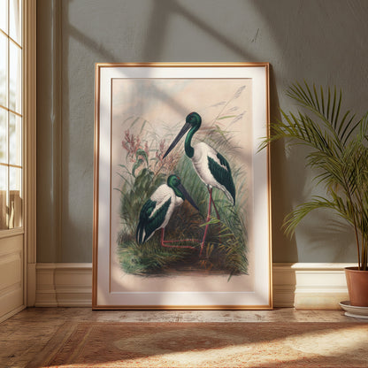 Premium Poster of Beautiful Stork Birds in Natural Habitat Artwork Posters