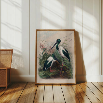 Premium Poster of Beautiful Stork Birds in Natural Habitat Artwork Posters