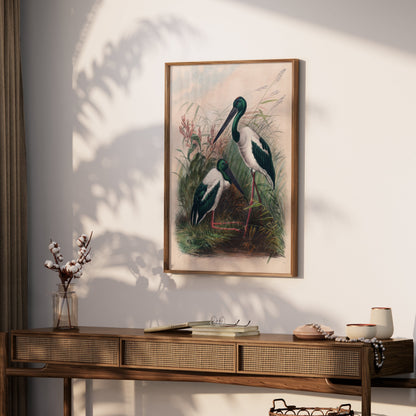 Premium Poster of Beautiful Stork Birds in Natural Habitat Artwork Posters