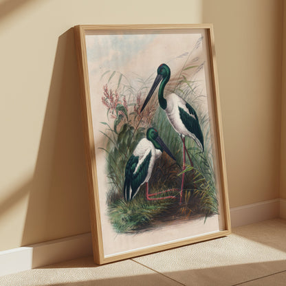 Premium Poster of Beautiful Stork Birds in Natural Habitat Artwork Posters