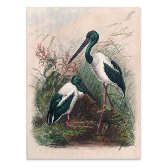 Premium Poster of Beautiful Stork Birds in Natural Habitat Artwork Posters