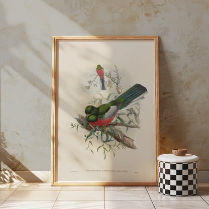 Premium Poster of Beautiful Trogon Birds Vintage Illustration Art Posters