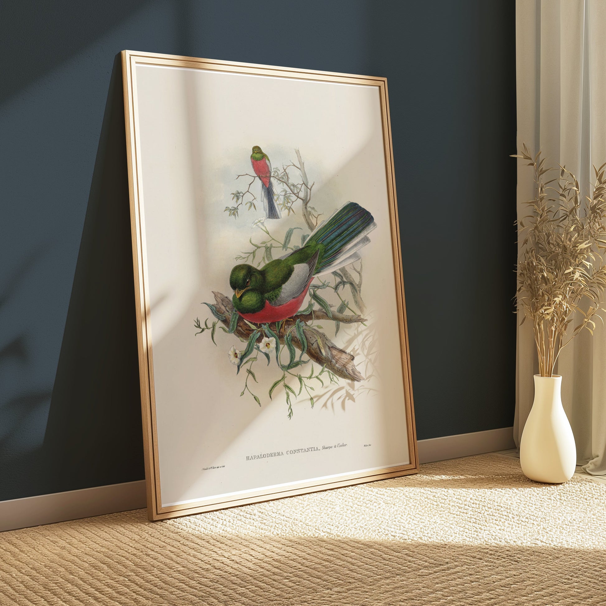 Premium Poster of Beautiful Trogon Birds Vintage Illustration Art Posters