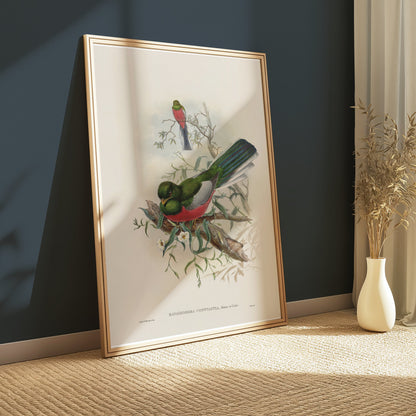 Premium Poster of Beautiful Trogon Birds Vintage Illustration Art Posters