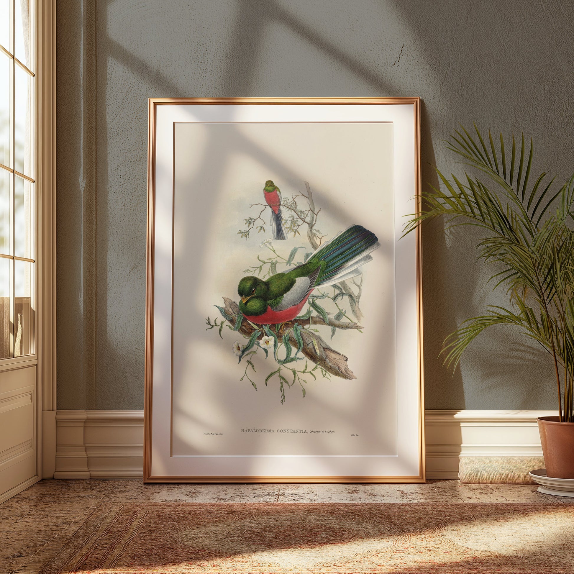 Premium Poster of Beautiful Trogon Birds Vintage Illustration Art Posters