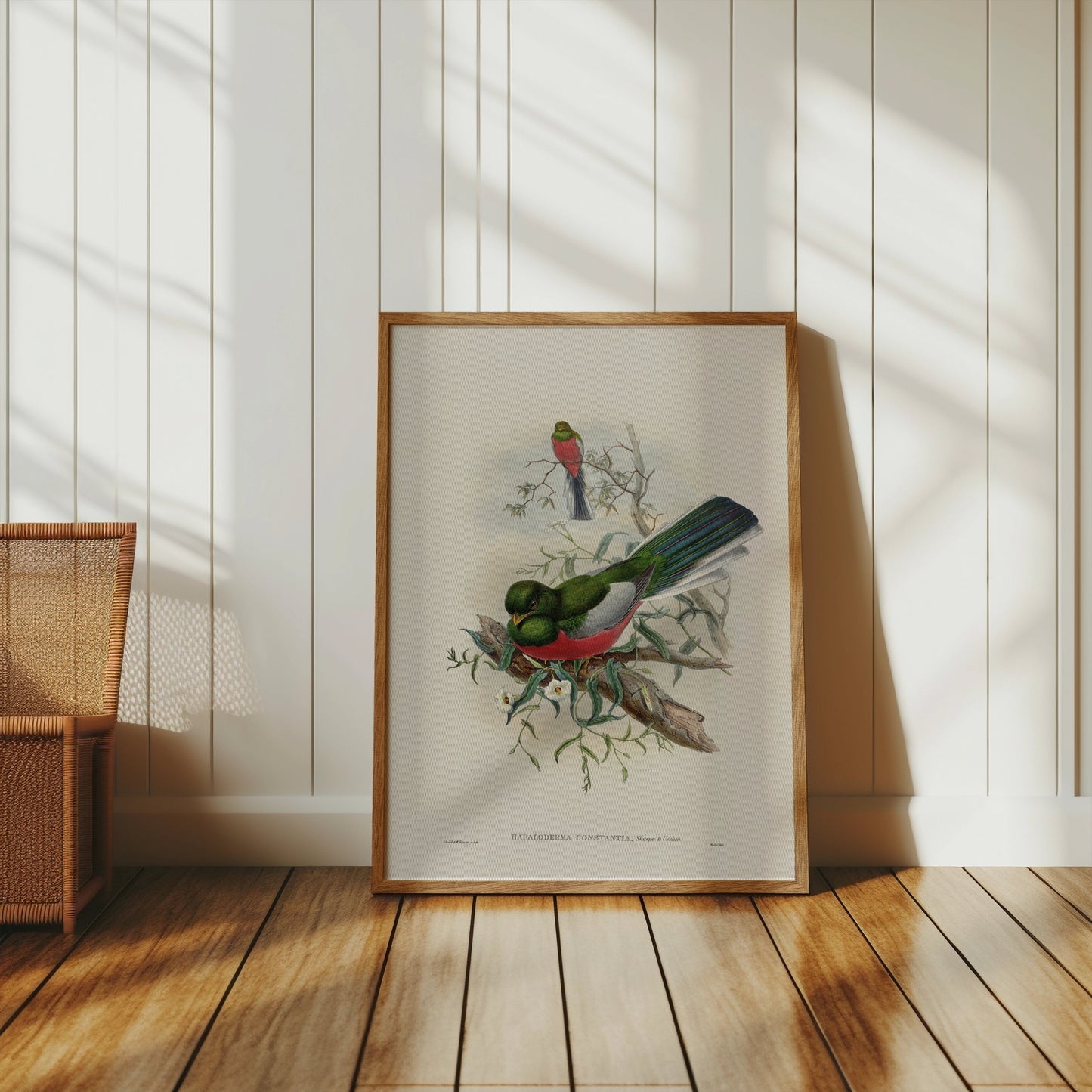 Premium Poster of Beautiful Trogon Birds Vintage Illustration Art Posters