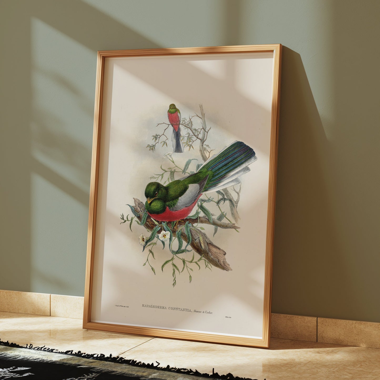 Premium Poster of Beautiful Trogon Birds Vintage Illustration Art Posters