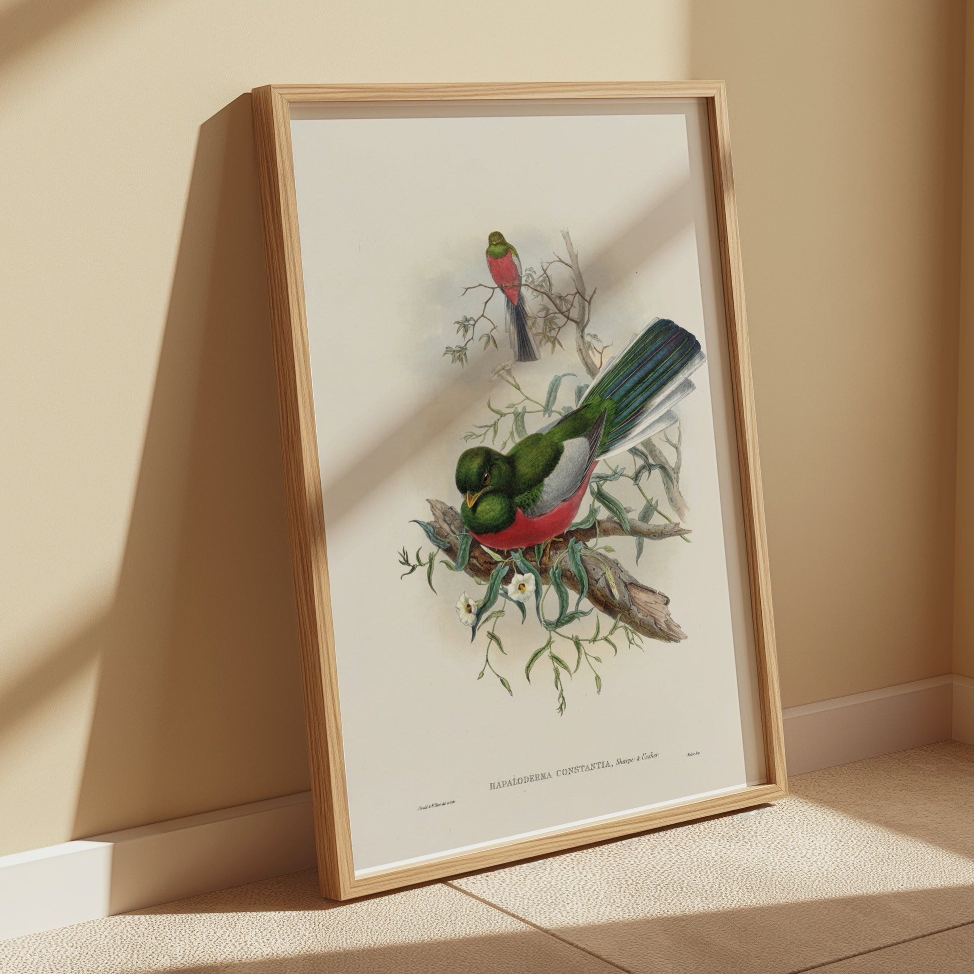 Premium Poster of Beautiful Trogon Birds Vintage Illustration Art Posters