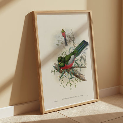 Premium Poster of Beautiful Trogon Birds Vintage Illustration Art Posters