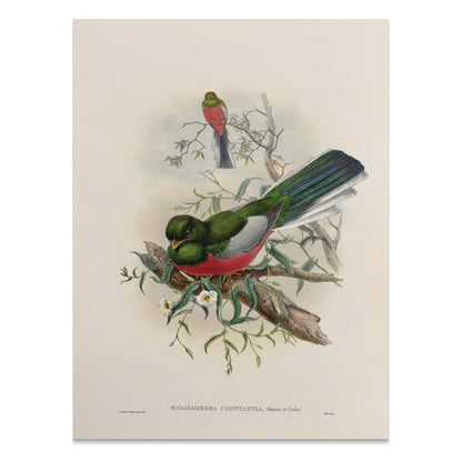 Premium Poster of Beautiful Trogon Birds Vintage Illustration Art Posters