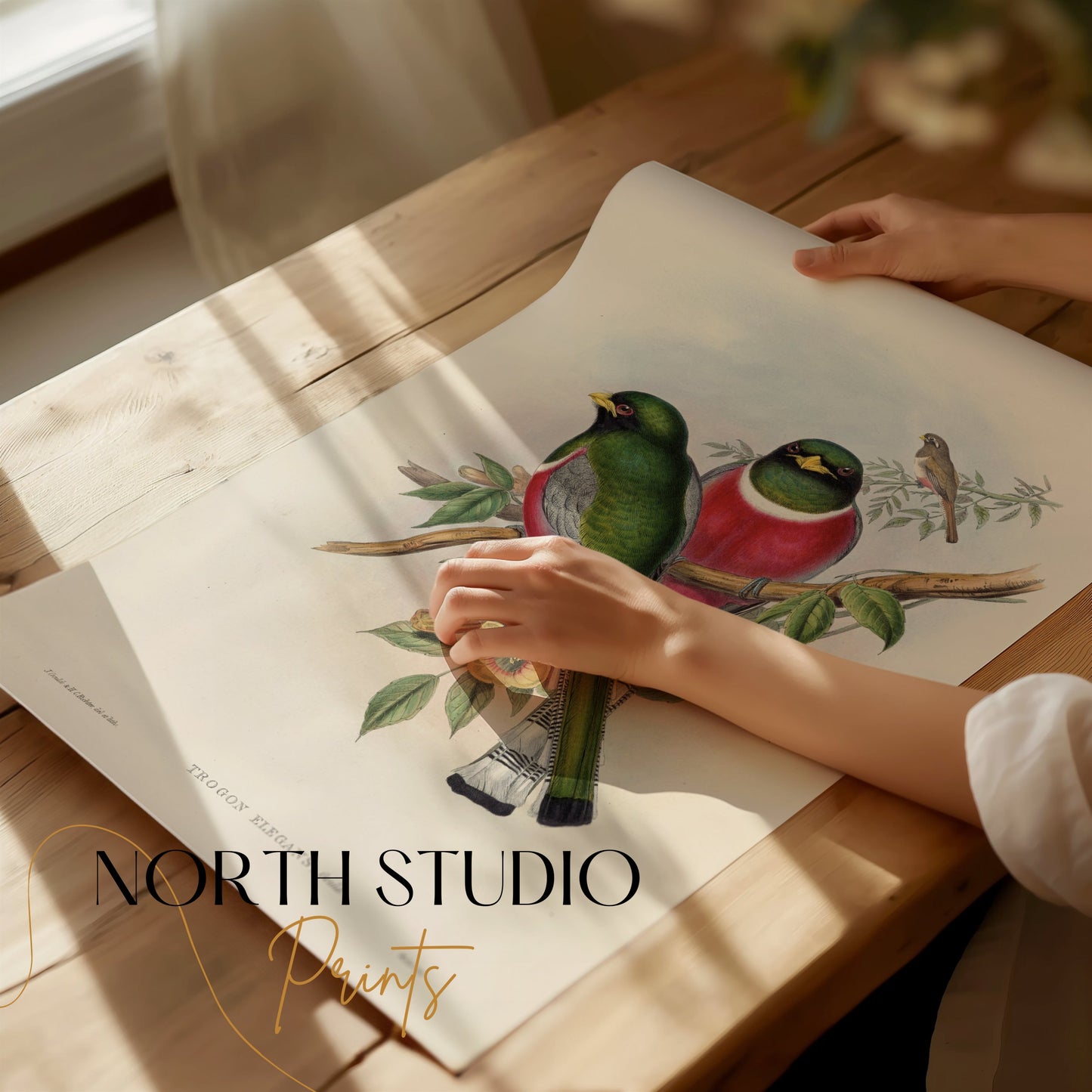 Premium Poster of Beautiful Vintage Bird Illustration Art Print Posters