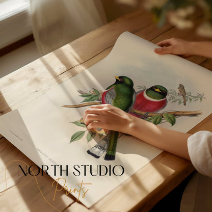 Premium Poster of Beautiful Vintage Bird Illustration Art Print Posters