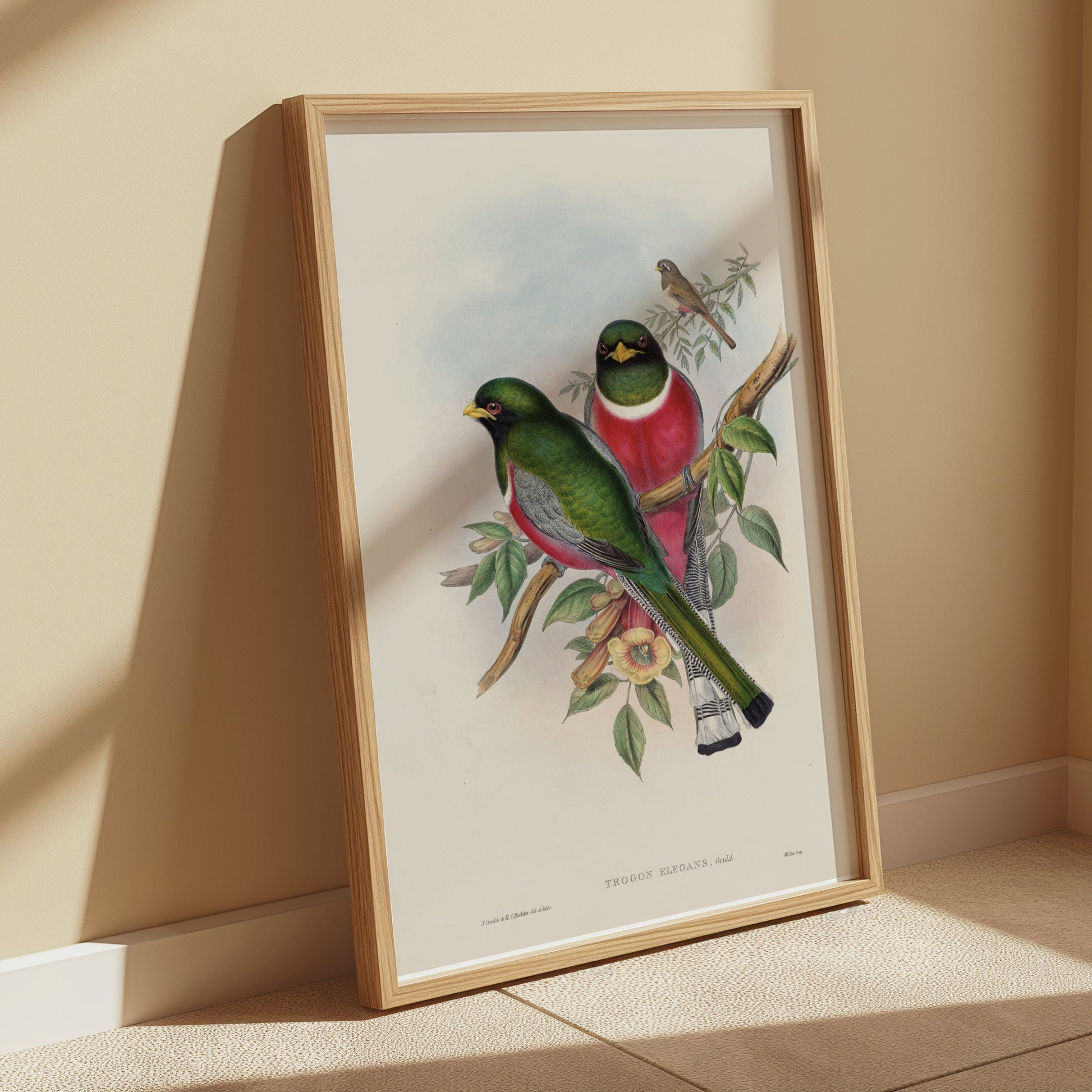 Premium Poster of Beautiful Vintage Bird Illustration Art Print Posters