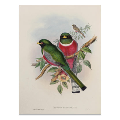 Premium Poster of Beautiful Vintage Bird Illustration Art Print Posters