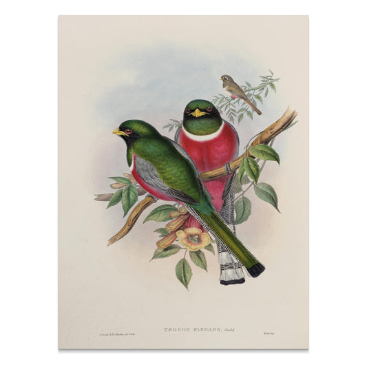 Premium Poster of Beautiful Vintage Bird Illustration Art Print Posters